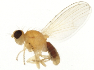  ( - 10BBDIP-2106)  @14 [ ] CreativeCommons - Attribution (2010) CBG Photography Group Centre for Biodiversity Genomics
