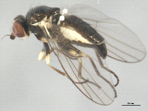  ( - 10BBDIP-2129)  @12 [ ] CreativeCommons - Attribution (2010) CBG Photography Group Centre for Biodiversity Genomics