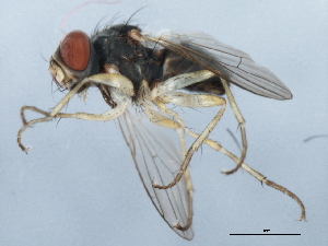  ( - 10BBDIP-2215)  @13 [ ] CreativeCommons - Attribution (2010) CBG Photography Group Centre for Biodiversity Genomics
