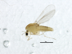  ( - 10BBDIP-2279)  @12 [ ] CreativeCommons - Attribution (2010) CBG Photography Group Centre for Biodiversity Genomics