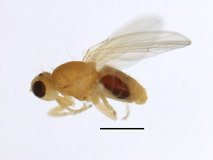  ( - 10BBDIP-2280)  @13 [ ] CreativeCommons - Attribution (2010) CBG Photography Group Centre for Biodiversity Genomics