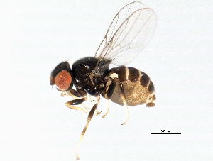  ( - 10BBDIP-0563)  @13 [ ] CreativeCommons - Attribution (2010) CBG Photography Group Centre for Biodiversity Genomics
