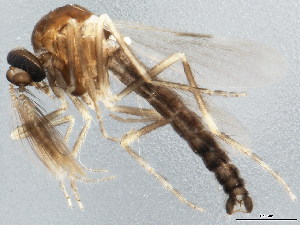  (Forcipomyia glauca - 10BBDIP-0872)  @14 [ ] CreativeCommons - Attribution (2010) CBG Photography Group Centre for Biodiversity Genomics