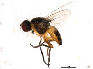  ( - 10BBDIP-0826)  @13 [ ] CreativeCommons - Attribution (2010) CBG Photography Group Centre for Biodiversity Genomics