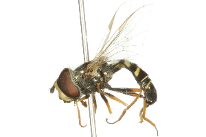  ( - 10BBDIP-0159)  @12 [ ] CreativeCommons - Attribution (2010) CBG Photography Group Centre for Biodiversity Genomics