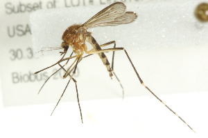  (Aedes canadensis - 10BBDIP-0254)  @14 [ ] CreativeCommons - Attribution (2010) CBG Photography Group Centre for Biodiversity Genomics