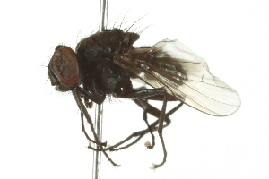  ( - 10BBDIP-0461)  @13 [ ] CreativeCommons - Attribution (2010) CBG Photography Group Centre for Biodiversity Genomics