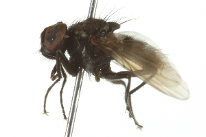  ( - 10BBDIP-0462)  @12 [ ] CreativeCommons - Attribution (2010) CBG Photography Group Centre for Biodiversity Genomics