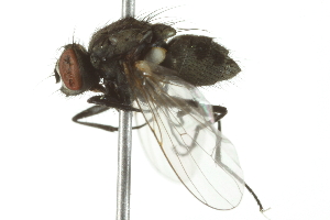  ( - 10BBDIP-0466)  @13 [ ] CreativeCommons - Attribution (2010) CBG Photography Group Centre for Biodiversity Genomics