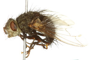  ( - 10BBDIP-0376)  @13 [ ] CreativeCommons - Attribution (2010) CBG Photography Group Centre for Biodiversity Genomics