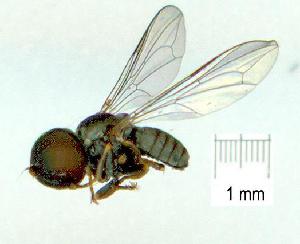 (Clistoabdominalis sp. AU2 - gvc10423-1L)  @11 [ ] Copyright (2004) Graeme V. Cocks Unspecified