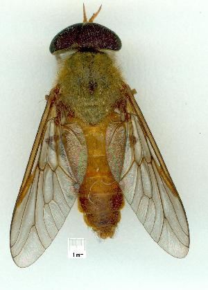  (Cydistomyia avida - gvc10862-1L)  @13 [ ] Copyright (2004) Graeme V. Cocks Unspecified