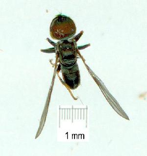  (Clistoabdominalis sp. AU10 - gvc12092-1L)  @11 [ ] Copyright (2004) Graeme V. Cocks Unspecified