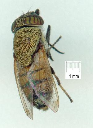  (Stomorhina pollinosa - gvc12485-1L)  @12 [ ] Copyright (2004) Graeme V. Cocks Unspecified