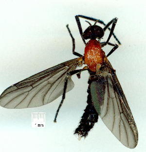  (Plecia amplipennis - gvc9500-1L)  @14 [ ] Copyright (2004) Graeme V. Cocks Unspecified