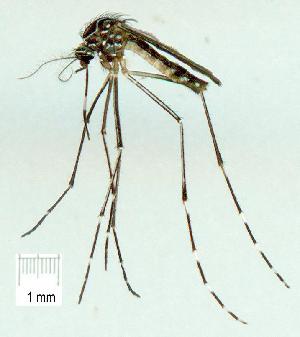  (Aedes notoscriptus - gvc14740-1L)  @14 [ ] Copyright (2004) Graeme V. Cocks Unspecified