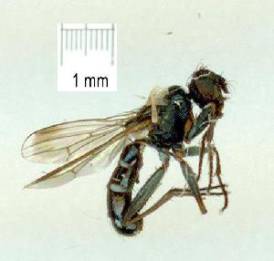  (Lispe albimaculata - gvc16711-1L)  @13 [ ] CreativeCommons - Attribution Non-Commercial (2010) Graeme V. Cocks Unspecified