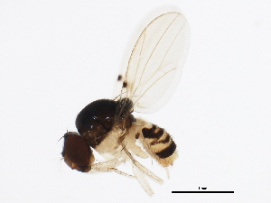  ( - gvc17044-1L)  @13 [ ] CreativeCommons - Attribution (2012) CBG Photography Group Centre for Biodiversity Genomics