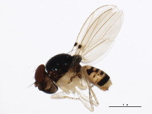  ( - gvc17202-1L)  @13 [ ] CreativeCommons - Attribution (2012) CBG Photography Group Centre for Biodiversity Genomics