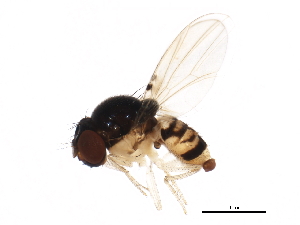  ( - gvc17204-1L)  @13 [ ] CreativeCommons - Attribution (2012) CBG Photography Group Centre for Biodiversity Genomics