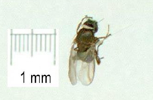  ( - gvc17300-1L)  @12 [ ] CreativeCommons - Attribution Non-Commercial (2011) Graeme V. Cocks Unspecified