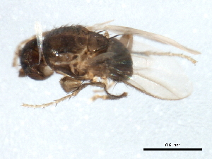  ( - gvc17300-1L)  @13 [ ] CreativeCommons - Attribution (2012) CBG Photography Group Centre for Biodiversity Genomics