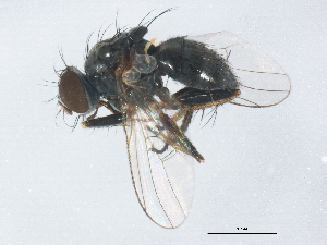  ( - gvc17600-1L)  @13 [ ] CreativeCommons - Attribution (2012) CBG Photography Group Centre for Biodiversity Genomics