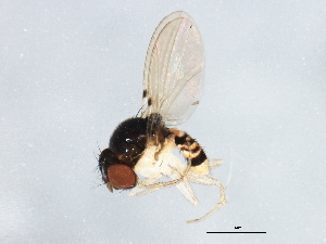 (Mycodrosophila aqua - gvc17602-1L)  @13 [ ] CreativeCommons - Attribution (2012) CBG Photography Group Centre for Biodiversity Genomics