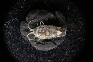  (Synidotea laticauda - LACM:DISCO:3013)  @11 [ ] CreativeCommons  Attribution (by) (2018) Natural History Museum of Los Angeles County Natural History Museum of Los Angeles County