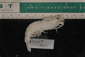  ( - LACM:DISCO:3337)  @11 [ ] CreativeCommons  Attribution (by) (2018) Natural History Museum of Los Angeles County Natural History Museum of Los Angeles County