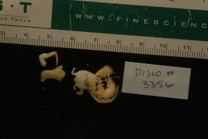  ( - LACM:DISCO:3356)  @11 [ ] CreativeCommons  Attribution (by) (2018) Natural History Museum of Los Angeles County Natural History Museum of Los Angeles County