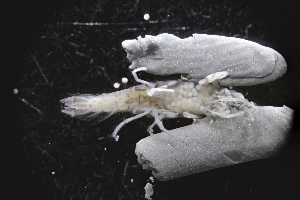  ( - LACM:DISCO:3568)  @11 [ ] CreativeCommons  Attribution (by) (2018) Natural History Museum of Los Angeles County Natural History Museum of Los Angeles County
