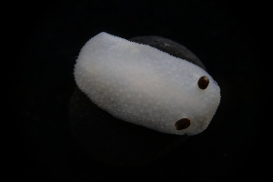  (Cadlina flavomaculata - LACM:DISCO:3689)  @11 [ ] CreativeCommons  Attribution (by) (2018) Natural History Museum of Los Angeles County Natural History Museum of Los Angeles County