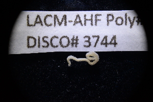  ( - LACM:DISCO:3744)  @11 [ ] CreativeCommons  Attribution (by) (2018) Natural History Museum of Los Angeles County Natural History Museum of Los Angeles County