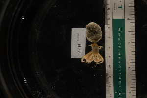  ( - LACM:DISCO:3977)  @11 [ ] CreativeCommons  Attribution (by) (2018) Natural History Museum of Los Angeles County Natural History Museum of Los Angeles County