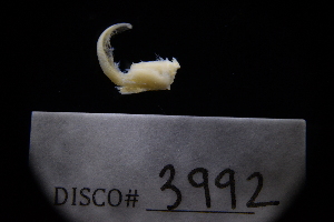 ( - LACM:DISCO:3992)  @11 [ ] CreativeCommons  Attribution (by) (2018) Natural History Museum of Los Angeles County Natural History Museum of Los Angeles County