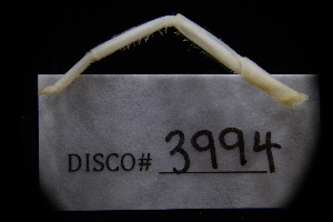 ( - LACM:DISCO:3994)  @11 [ ] CreativeCommons  Attribution (by) (2018) Natural History Museum of Los Angeles County Natural History Museum of Los Angeles County
