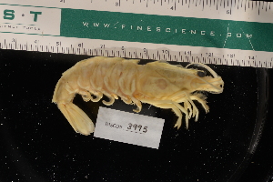  ( - LACM:DISCO:3995)  @11 [ ] CreativeCommons  Attribution (by) (2018) Natural History Museum of Los Angeles County Natural History Museum of Los Angeles County