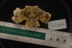  (Glyptolithodes cristatipes - LACM:DISCO:4093)  @11 [ ] CreativeCommons  Attribution (by) (2018) Natural History Museum of Los Angeles County Natural History Museum of Los Angeles County