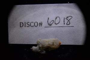  ( - LACM:DISCO:6018)  @11 [ ] CreativeCommons  Attribution (by) (2018) Natural History Museum of Los Angeles County Natural History Museum of Los Angeles County
