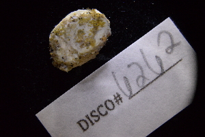  ( - LACM:DISCO:6262)  @11 [ ] CreativeCommons  Attribution (by) (2018) Natural History Museum of Los Angeles County Natural History Museum of Los Angeles County