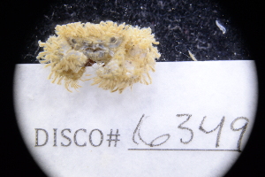  ( - LACM:DISCO:6349)  @11 [ ] CreativeCommons  Attribution (by) (2018) Natural History Museum of Los Angeles County Natural History Museum of Los Angeles County