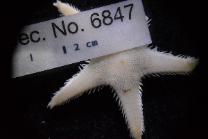  ( - LACM:DISCO-6847)  @11 [ ] CreativeCommons  Attribution (by) (2018) Natural History Museum of Los Angeles County Natural History Museum of Los Angeles County