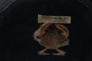  ( - LACM:DISCO:6937)  @11 [ ] CreativeCommons  Attribution (by) (2018) Natural History Museum of Los Angeles County Natural History Museum of Los Angeles County