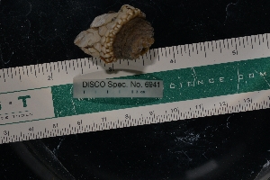  ( - LACM:DISCO:6941)  @11 [ ] CreativeCommons  Attribution (by) (2018) Natural History Museum of Los Angeles County Natural History Museum of Los Angeles County