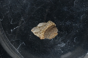  ( - LACM:DISCO:6941)  @11 [ ] CreativeCommons  Attribution (by) (2018) Natural History Museum of Los Angeles County Natural History Museum of Los Angeles County