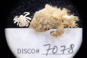  ( - LACM:DISCO:7078)  @11 [ ] CreativeCommons  Attribution (by) (2018) Natural History Museum of Los Angeles County Natural History Museum of Los Angeles County