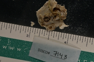  ( - LACM:DISCO:7143)  @11 [ ] CreativeCommons  Attribution (by) (2018) Natural History Museum of Los Angeles County Natural History Museum of Los Angeles County