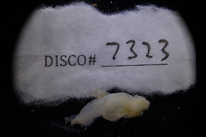  ( - LACM:DISCO:7323)  @11 [ ] CreativeCommons  Attribution (by) (2018) Natural History Museum of Los Angeles County Natural History Museum of Los Angeles County