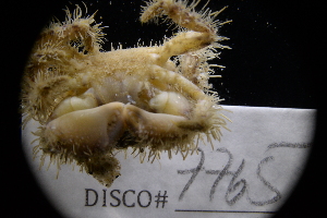  ( - LACM:DISCO:7765)  @11 [ ] CreativeCommons  Attribution (by) (2018) Natural History Museum of Los Angeles County Natural History Museum of Los Angeles County